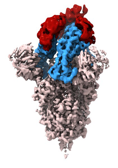 antibodies