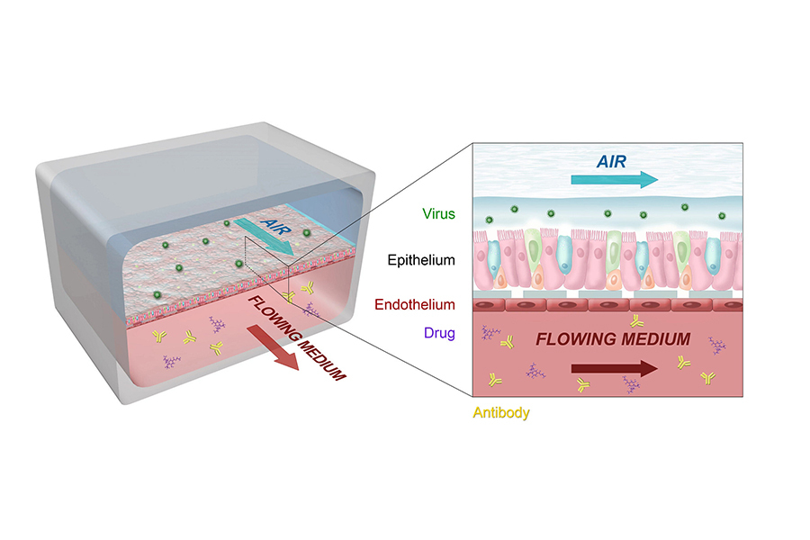 Lung airway-on-a-chip