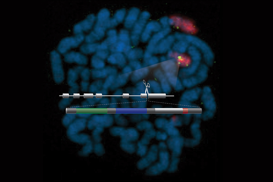 Image of human chromosomes and PMP22 genes.