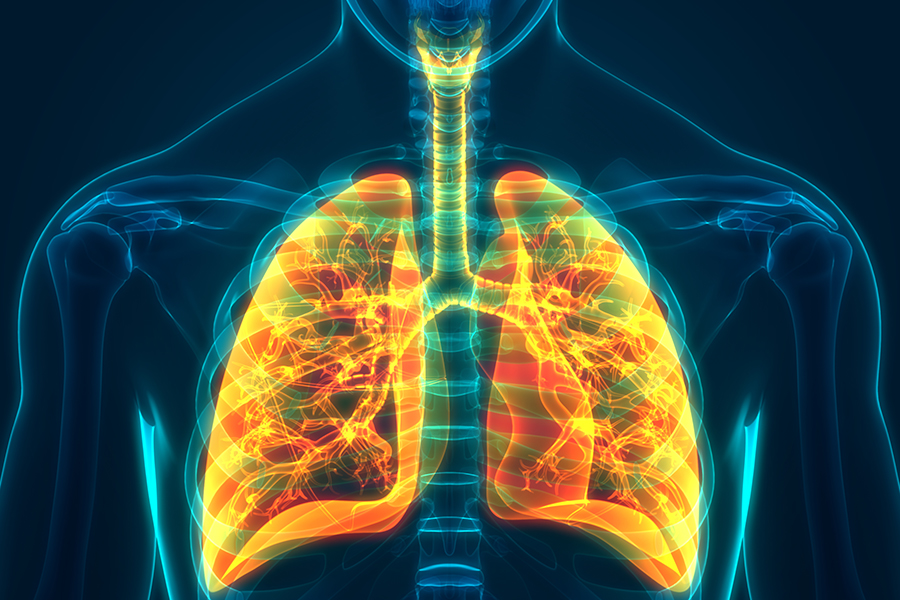 3-D illustration of an individual’s lungs.