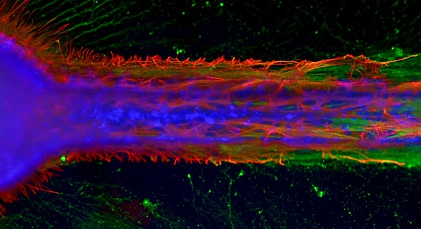 Nerves on a tissue chip