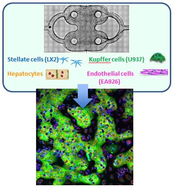 Scientists at the University of Pittsburgh have bioengineered a liver chip that includes fluorescent markers (biosensors) that can detect key cell functions, such as cell death or damage. This image shows the bioengineered liver on a chip supporting the multi-cell liver tissue.