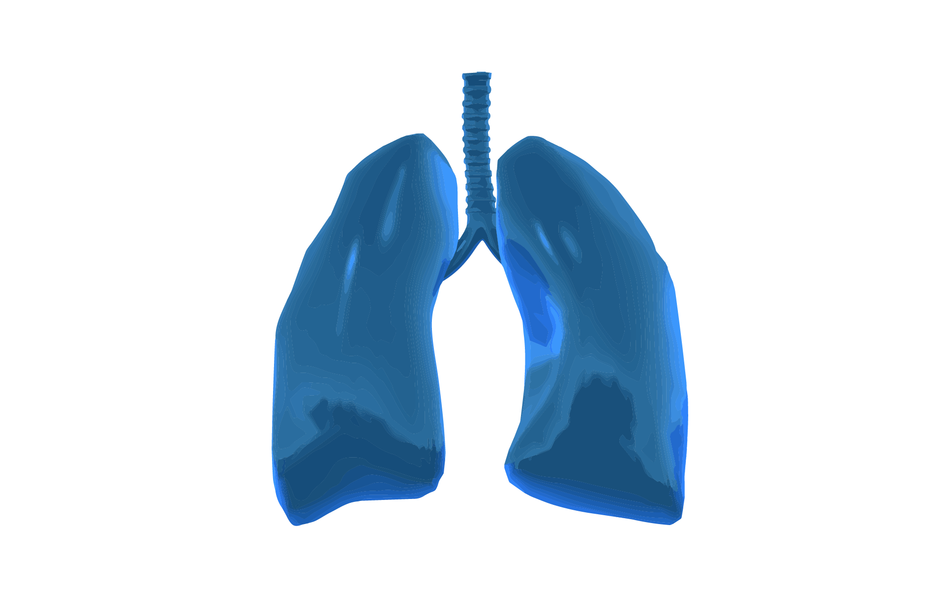 A 3D graphic image of the human lungs