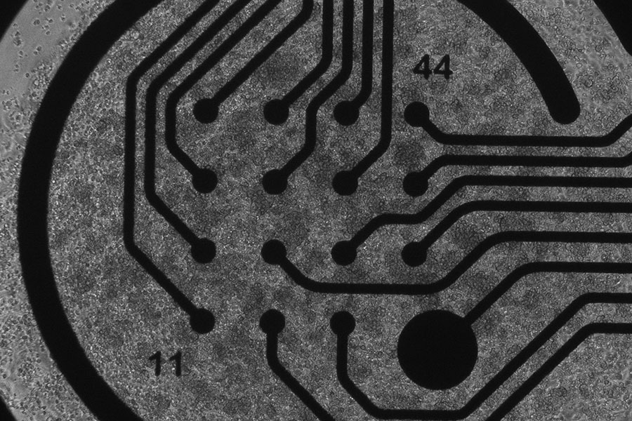 Human heart muscle cells, created from induced pluripotent stem cells, plated on a device to measure electrical activity