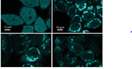 Four boxes of magnified cells.