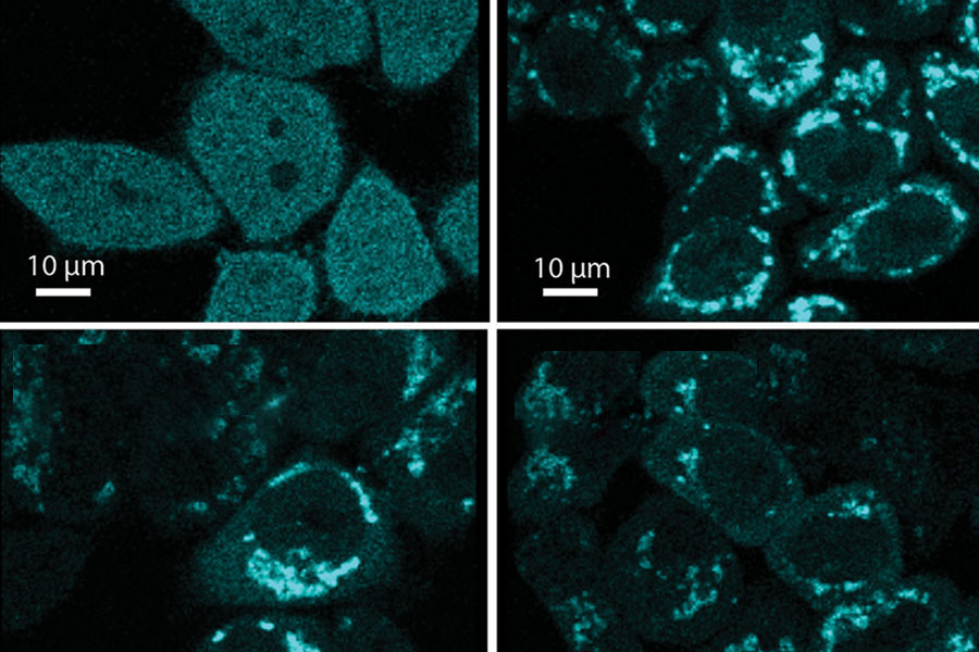 Three chemicals (FCCP, chlorfenapyr and pinacyanol) damage the cell’s mitochondria, leading to the damaged mitochondria being recycled.